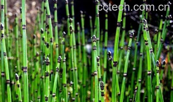 果蔬百科笔筒草的功效与作用-0