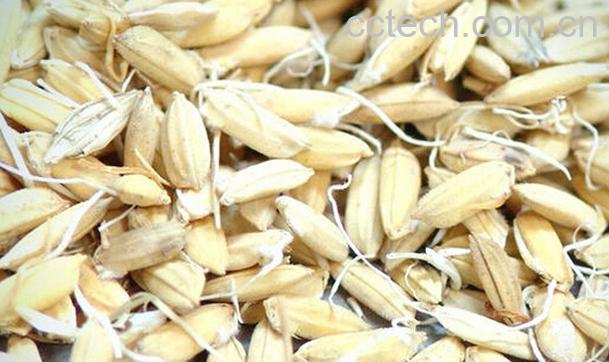 果蔬百科中药谷芽-0