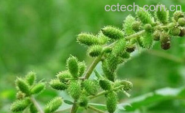 果蔬百科炒苍耳子的功效与作用-0