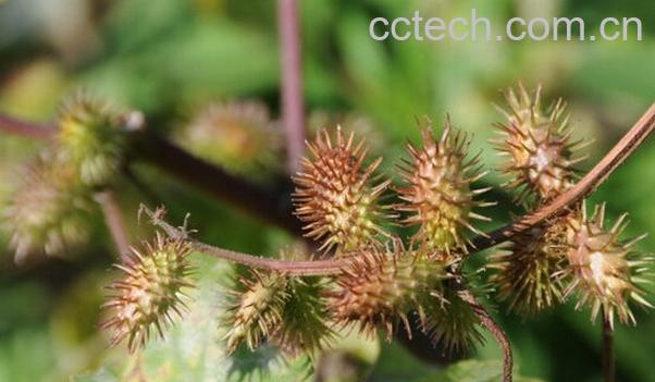 果蔬百科苍耳子能治鼻炎吗-0