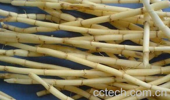 果蔬百科茅根的功效与作用-0