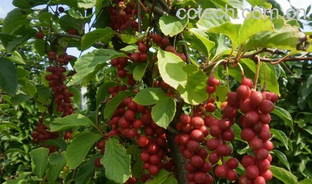 果蔬百科五味子怎么吃好-0