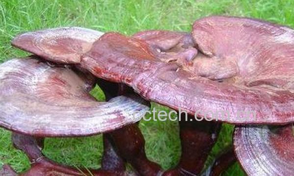 果蔬百科灵芝的正确食用方法-0