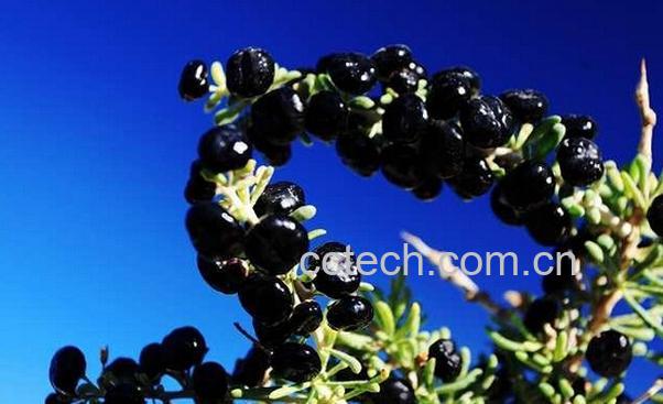 果蔬百科黑枸杞的功效与作用-0