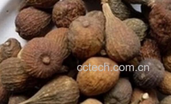 果蔬百科蜜果的功效与作用-0