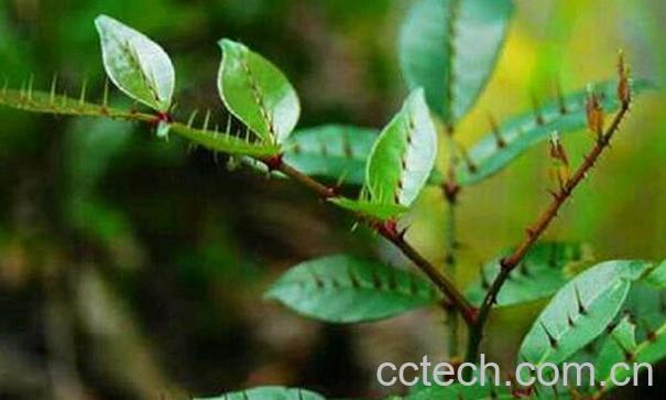 果蔬百科入地金牛-0