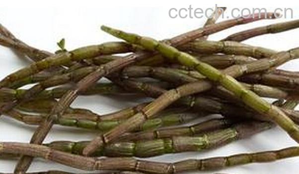 果蔬百科紫皮石斛怎么吃效果好-0