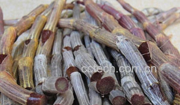 果蔬百科紫皮石斛的功效与作用-0