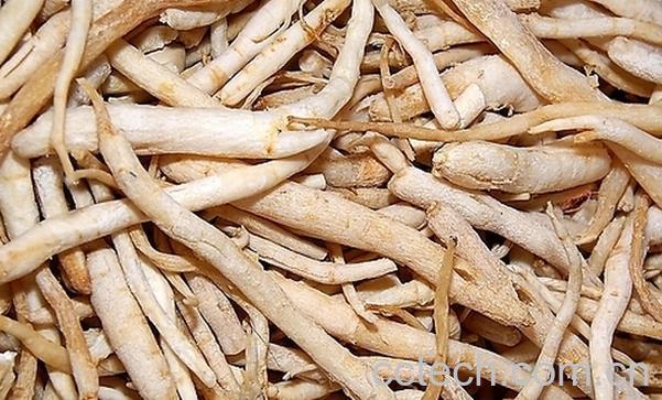 果蔬百科沙参是什么-0