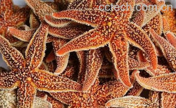 果蔬百科海星的功效与作用-0