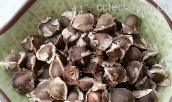 果蔬百科辣木籽的功效与吃法-0