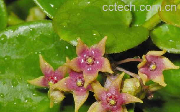 果蔬百科娃儿藤的功效与作用-0