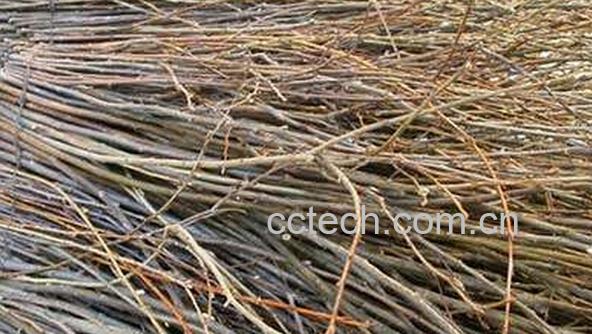 果蔬百科柳枝的功效与作用-0