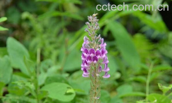 果蔬百科通天草的功效与作用-0