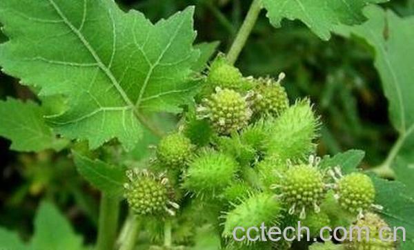 果蔬百科小偏方治疗关节炎-0