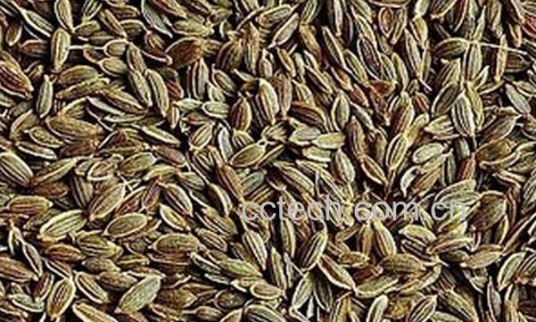 果蔬百科莳萝子-0