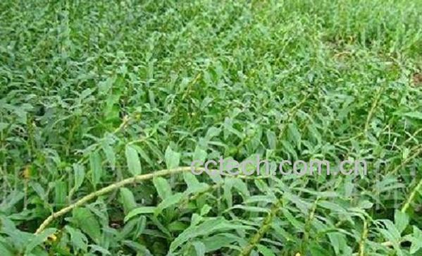 果蔬百科黑节草的功效与作用-0
