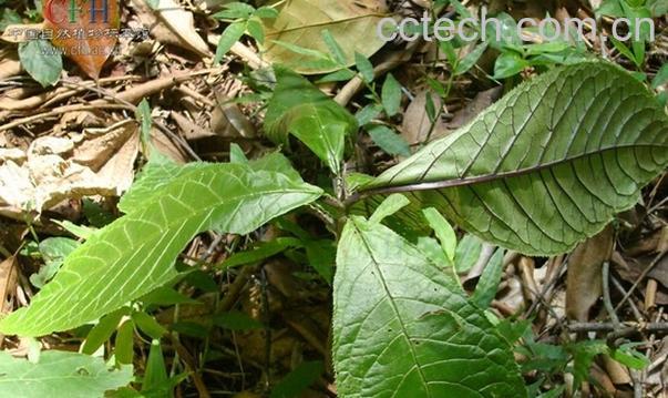 果蔬百科走马胎叶的功效与作用-0