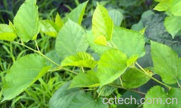 果蔬百科桑叶的药用功效-0