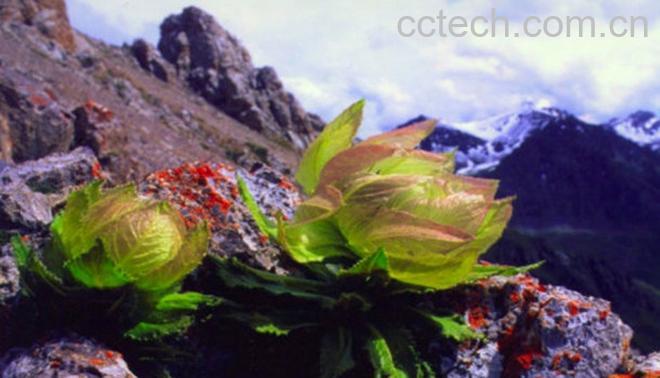 果蔬百科天山雪莲的功效与作用-0