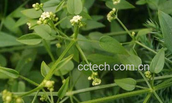 果蔬百科中药茜草的功效-0