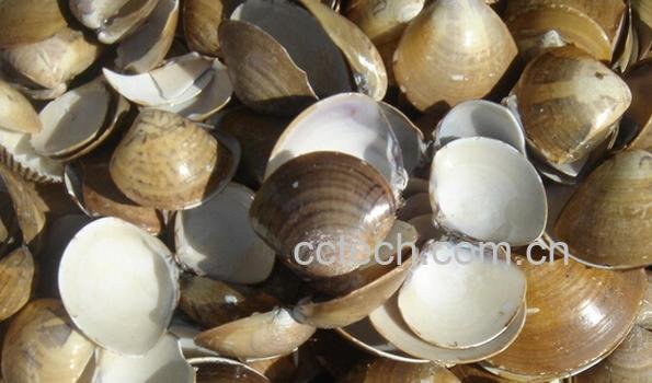 果蔬百科海蛤壳-0