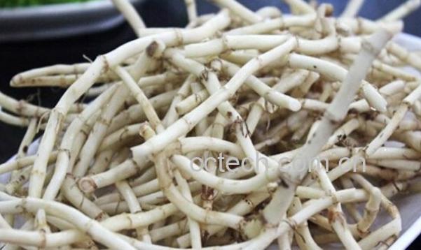 果蔬百科折耳根-0