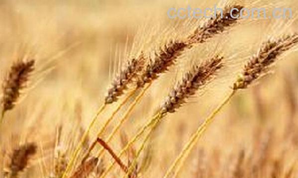 果蔬百科荞麦秸-0