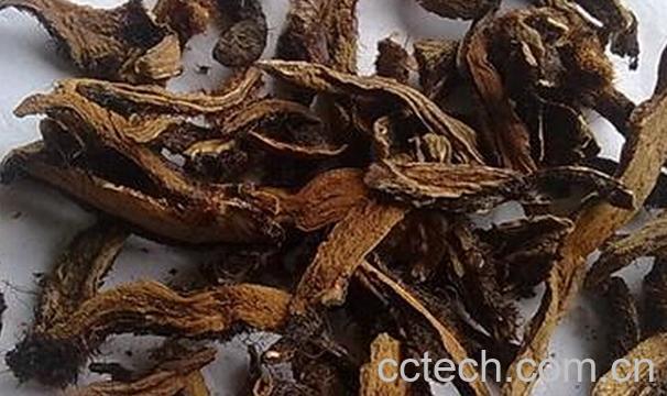 果蔬百科骨碎补的功效与禁忌-0