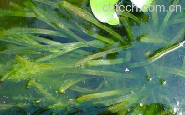 果蔬百科苦草的功效与作用-0