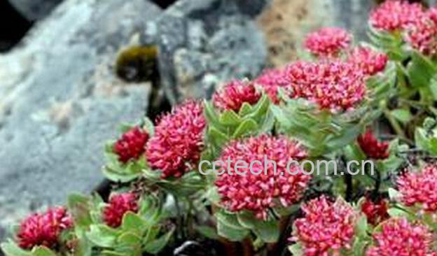 果蔬百科红景天的副作用与食用禁忌-0