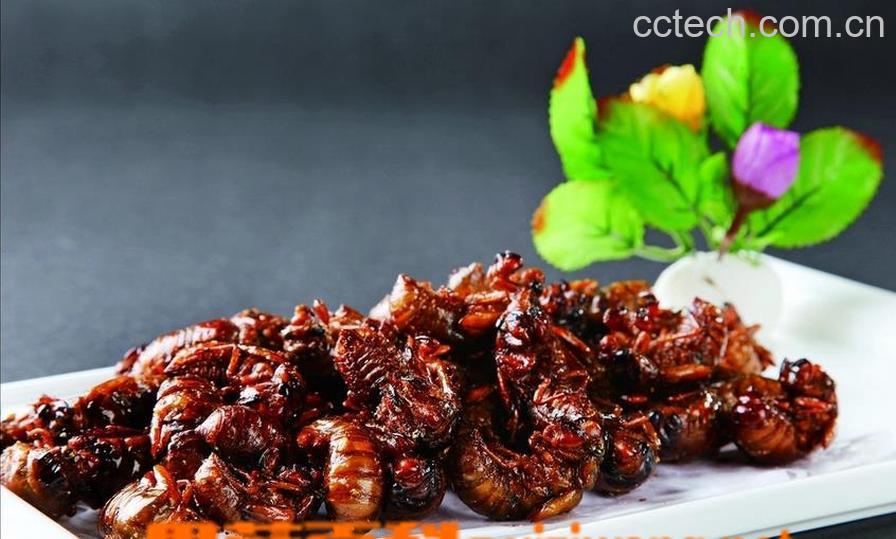 果蔬百科金蝉的营养价值及功效-0