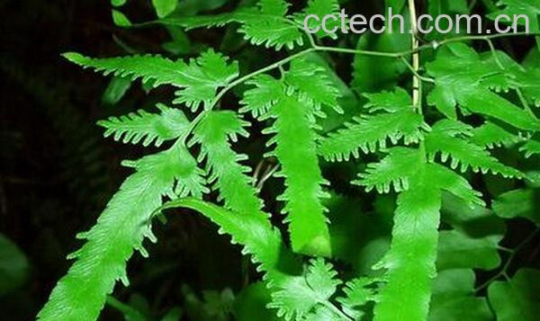 果蔬百科海金沙是什么-0