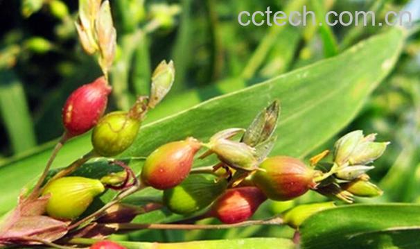 果蔬百科叶上珠根-0