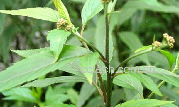 果蔬百科佩兰叶-0