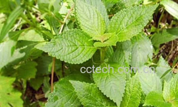 果蔬百科小飞杨的功效与作用-0