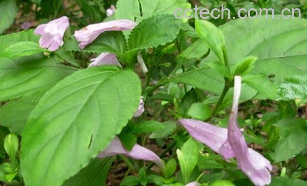 果蔬百科南板蓝根和板蓝根的区别-0