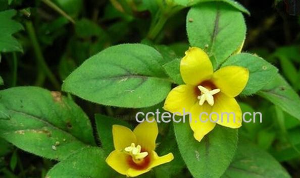 果蔬百科金钱草的功效作用与禁忌-0