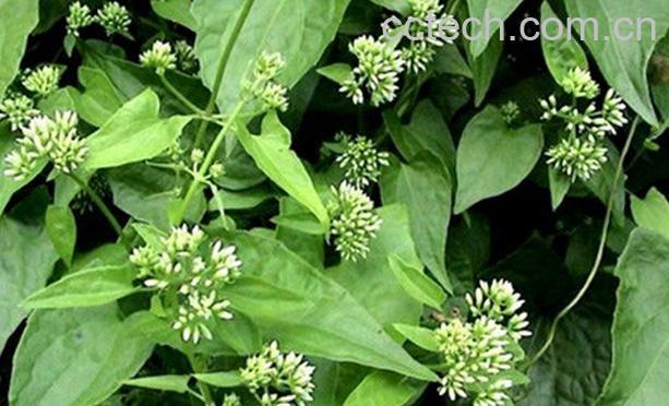 果蔬百科中药泽兰的功效 泽兰的副作用-0