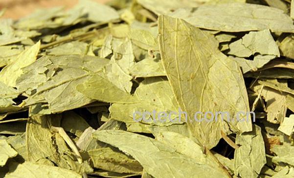 果蔬百科番泻叶-0