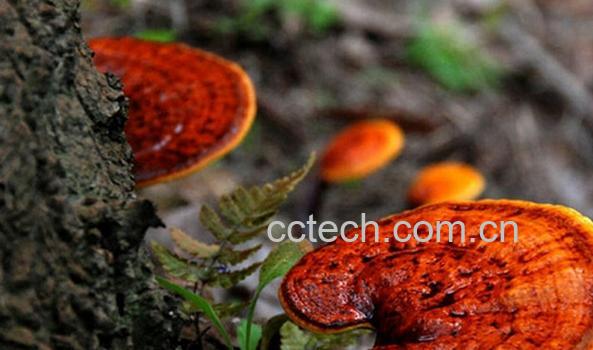 果蔬百科野生灵芝的功效-0