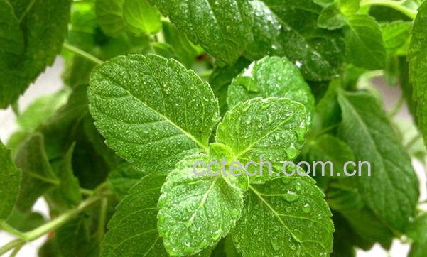 果蔬百科薄荷叶的功效与作用-0