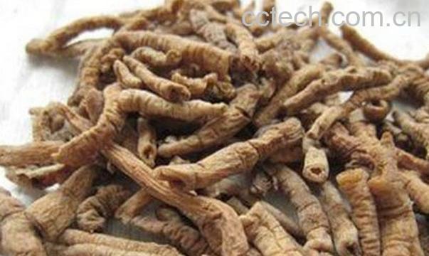 果蔬百科远志怎么吃-0