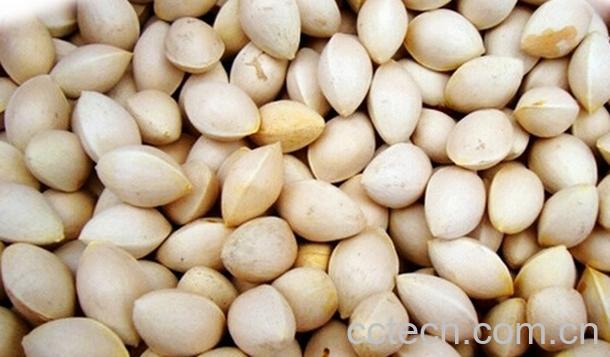 果蔬百科白果的吃法与禁忌-0