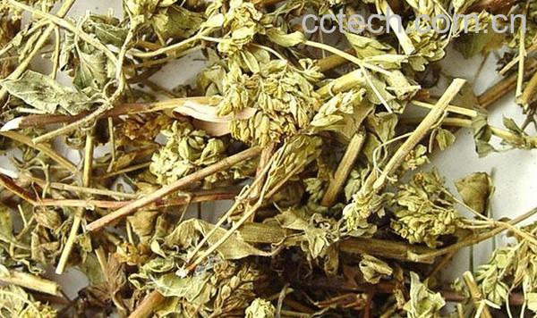 果蔬百科茵陈泡水喝的功效与禁忌-0