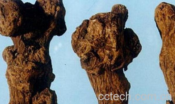 果蔬百科白术的食用方法与禁忌-0