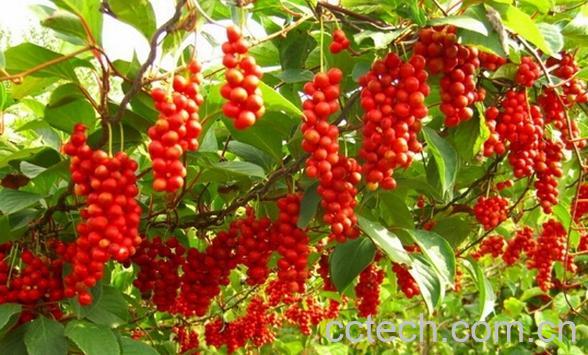 果蔬百科五味子泡水喝-0