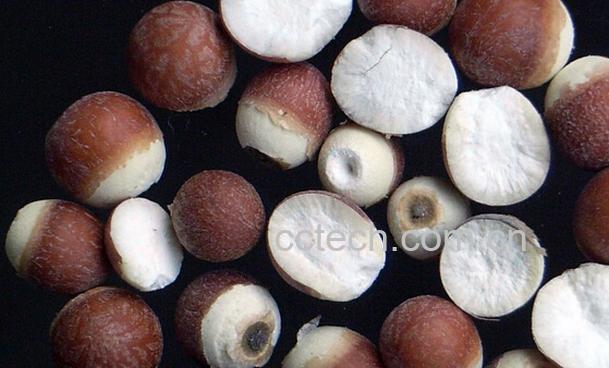 果蔬百科芡实的功效与作用-0