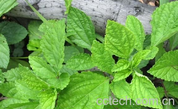 果蔬百科石见穿-0