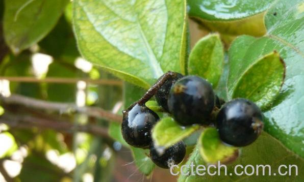 果蔬百科金银花果实-0